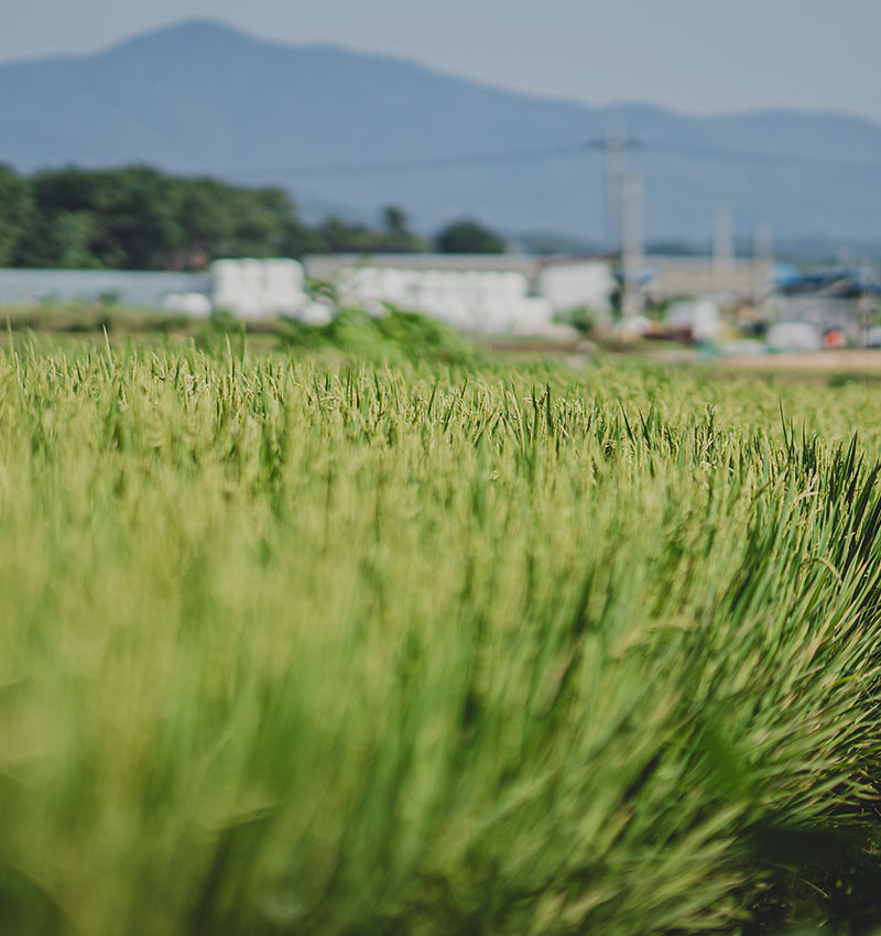 양양군농촌신활력플러스사업